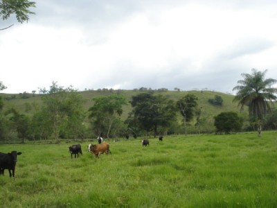 14509 - Guaca - farms