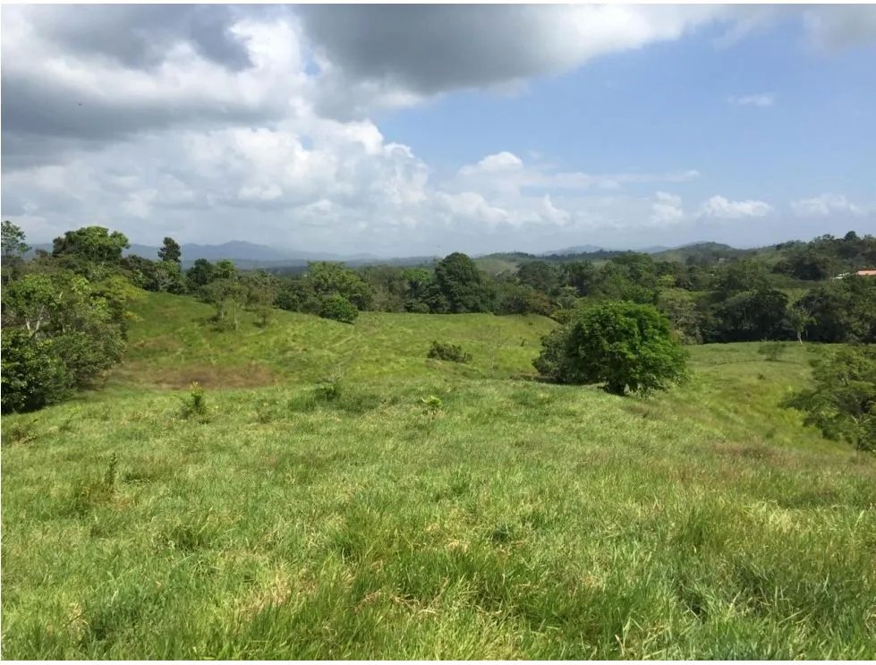 GANGA / COLON / FINCA / BUENA VISTA / 43.5 HECTAREAS / PARA DESARROLLO