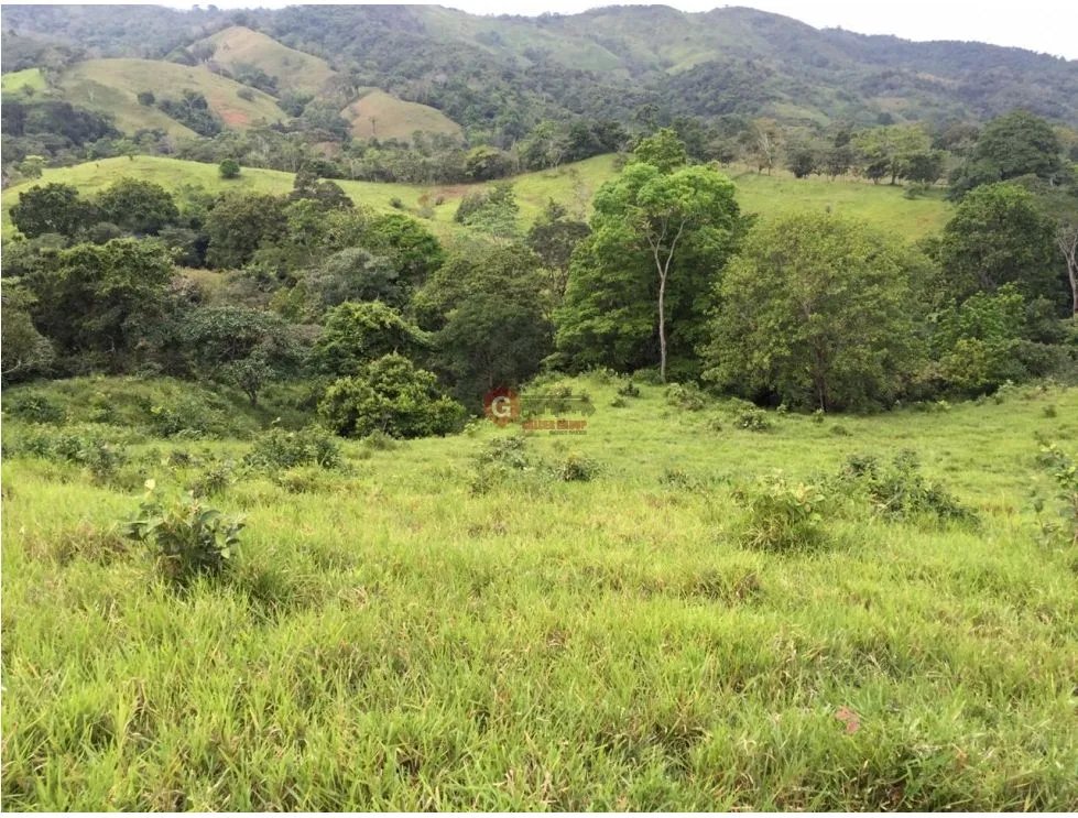 GANGA / COLON / FINCA / BUENA VISTA / 43.5 HECTAREAS / PARA DESARROLLO