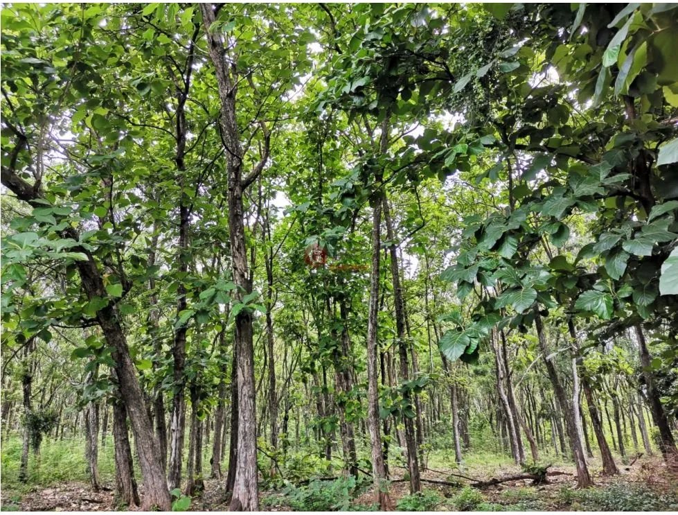 SE VENDE FINCA EN BEJUCO CHAME 10 HECTAREAS CERCA A LA INTERAMERICANA