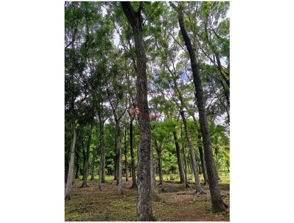 SE VENDE FINCA EN BEJUCO CHAME 10 HECTAREAS CERCA A LA INTERAMERICANA