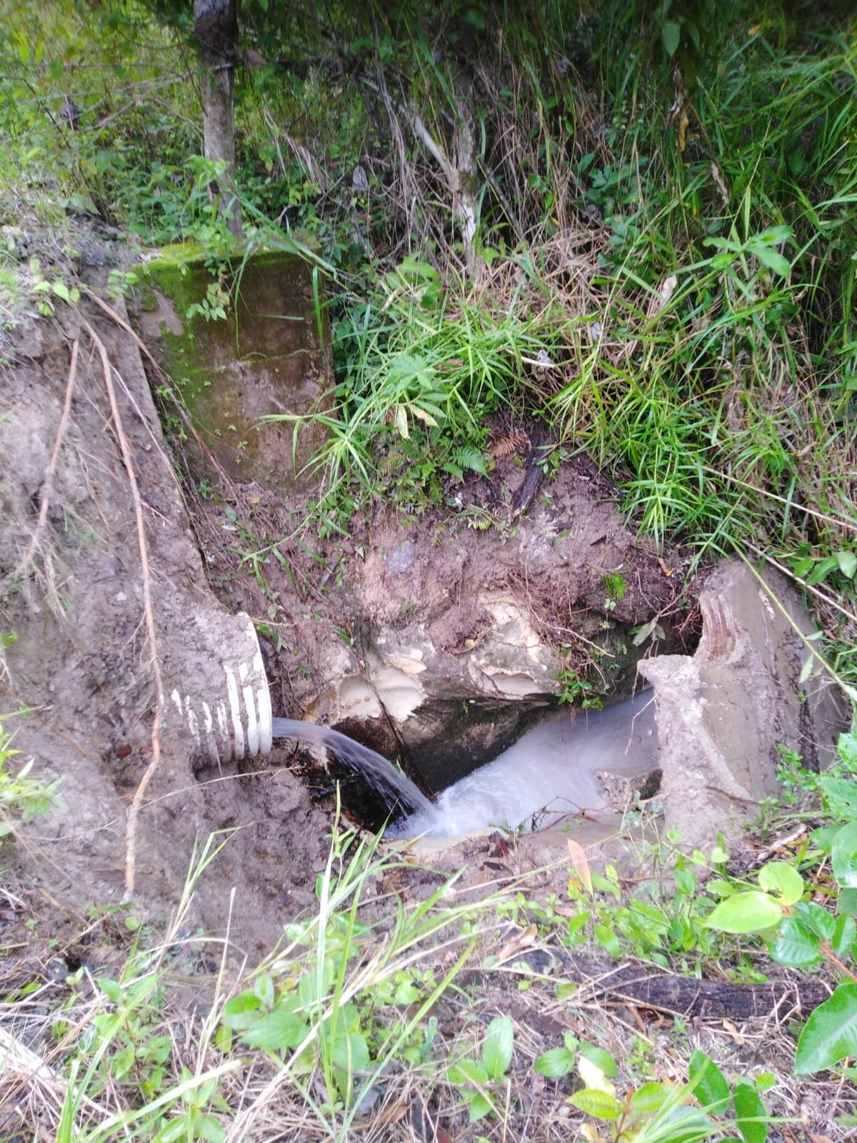 Terrenos en venta como inversión forestal