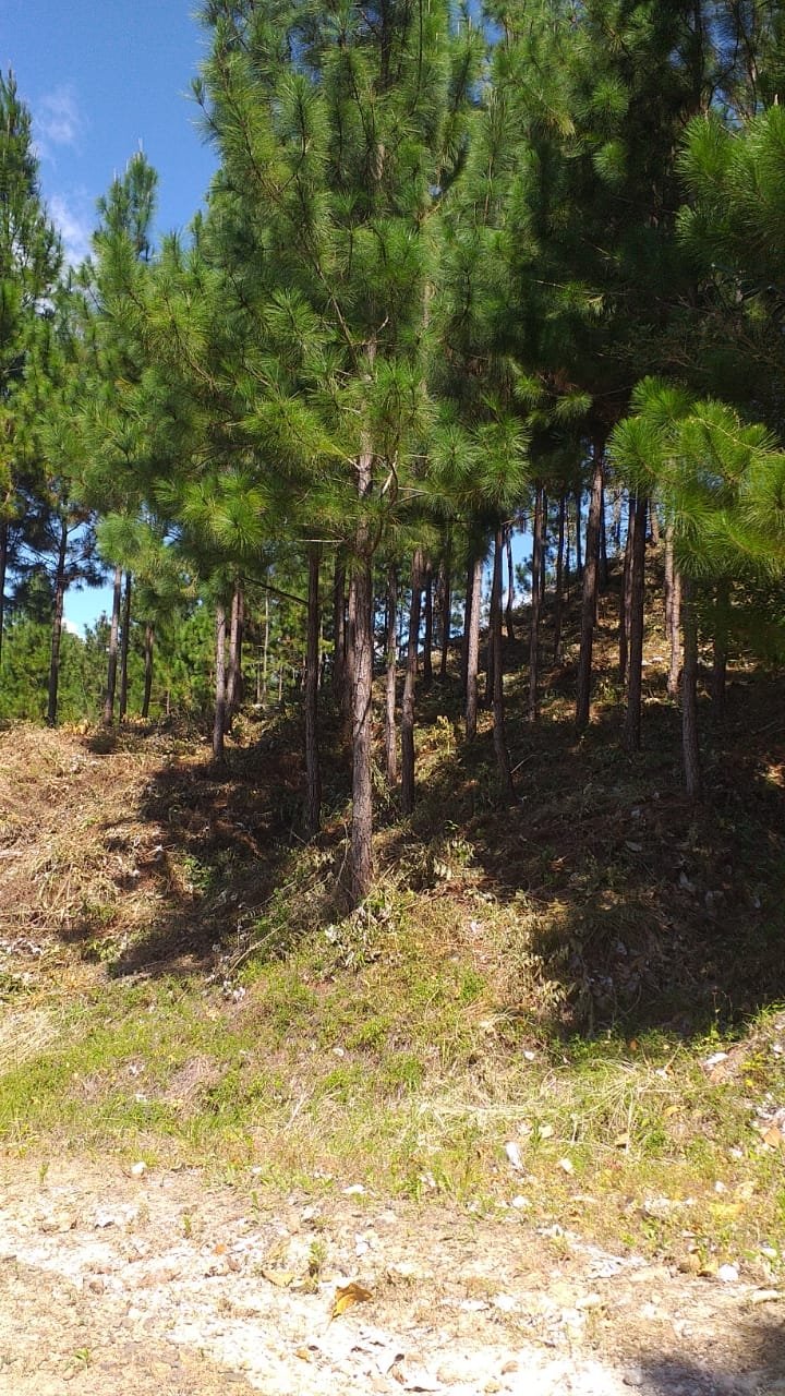 Terrenos en venta como inversión forestal