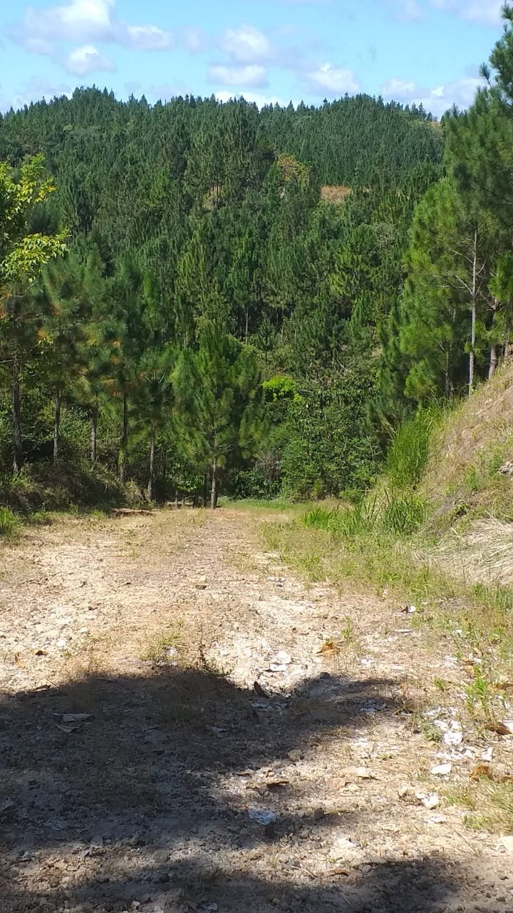 Terrenos en venta como inversión forestal