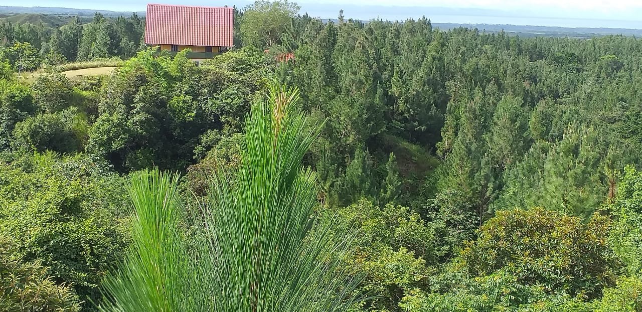 Terrenos en venta como inversión forestal