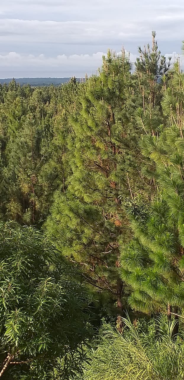 Terrenos en venta como inversión forestal