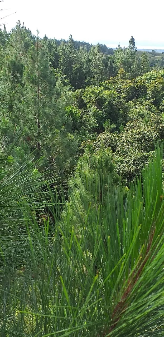 Terrenos en venta como inversión forestal