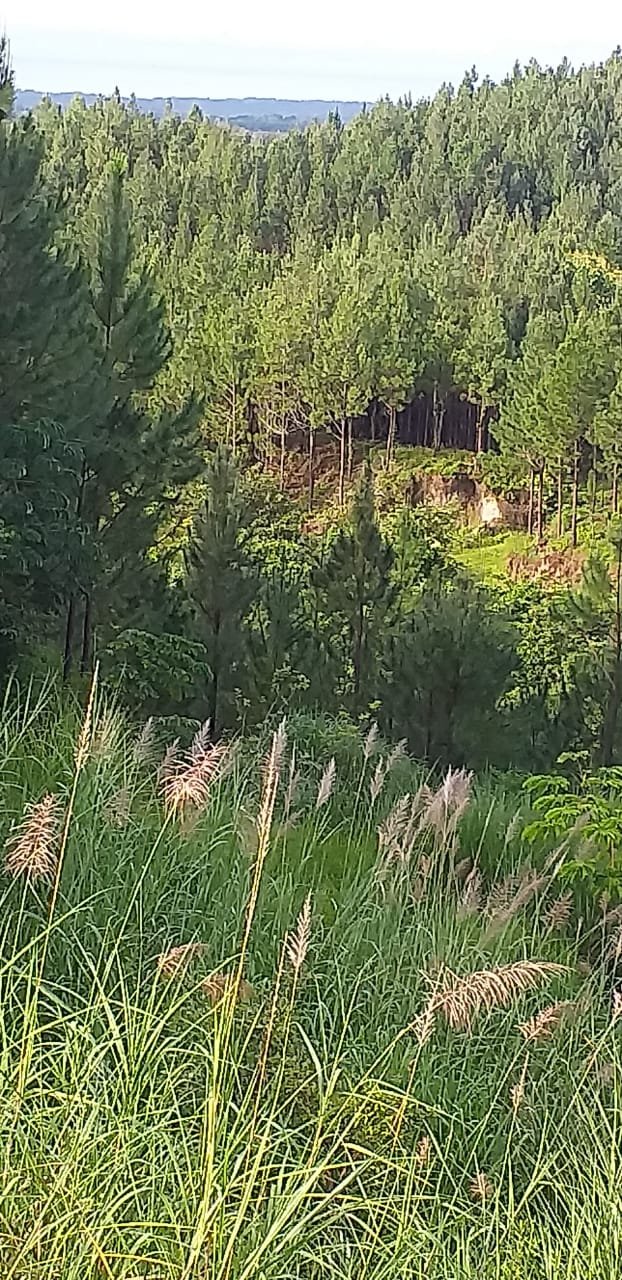 Terrenos en venta como inversión forestal