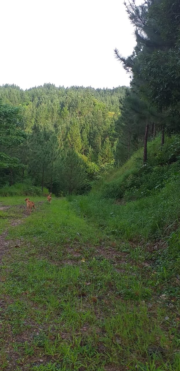 Terrenos en venta como inversión forestal