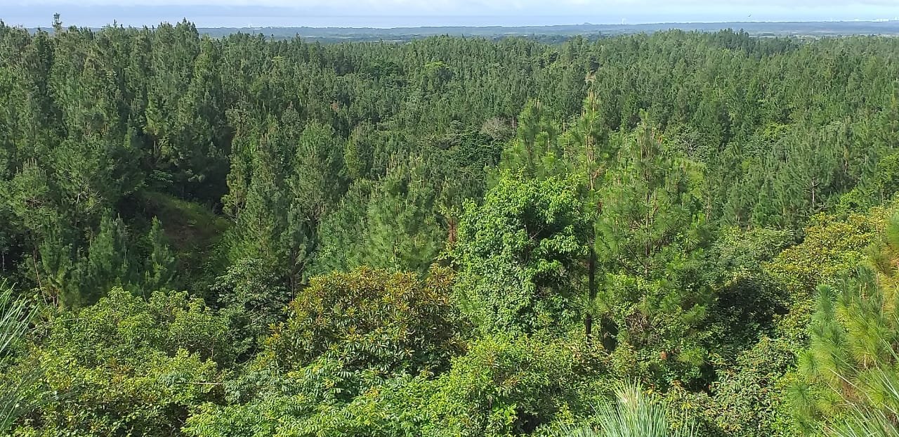 Terrenos en venta como inversión forestal