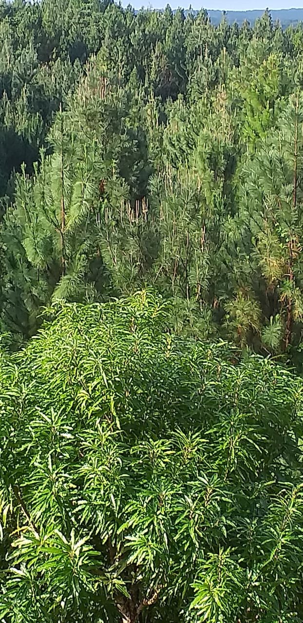 Terrenos en venta como inversión forestal