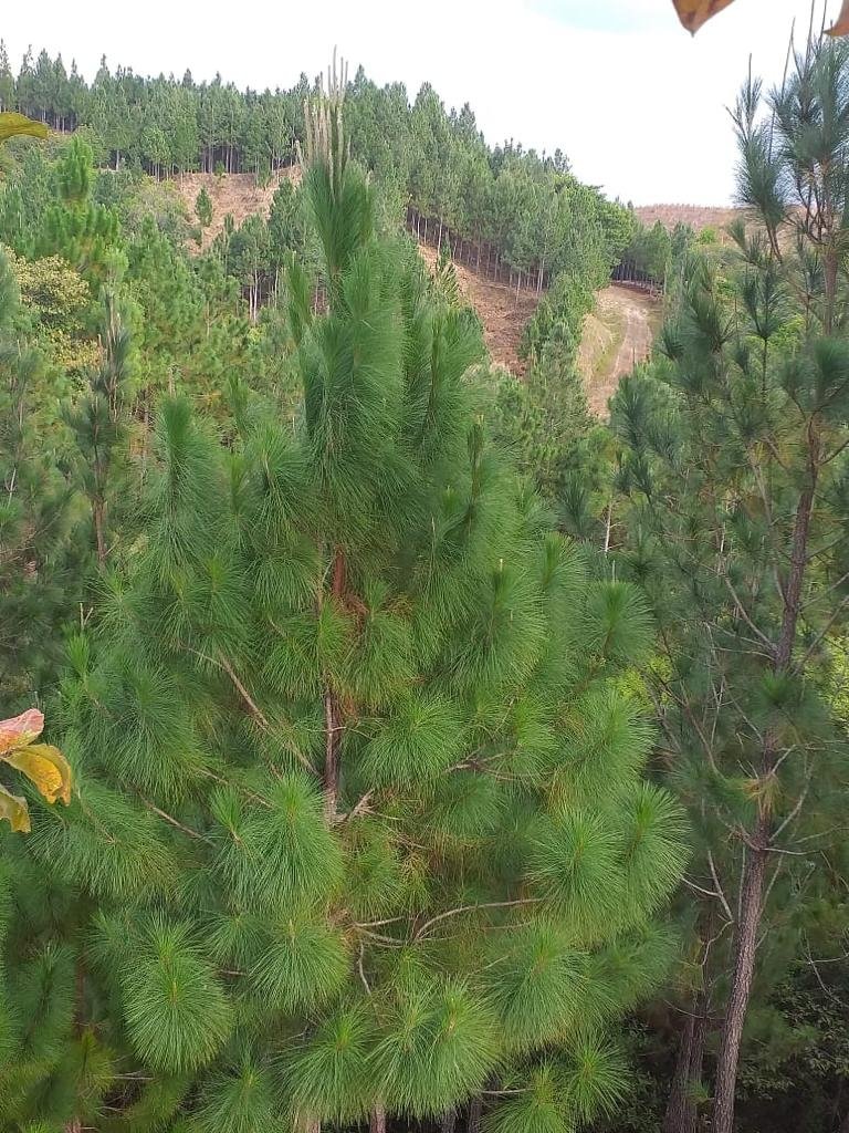 Terrenos en venta como inversión forestal