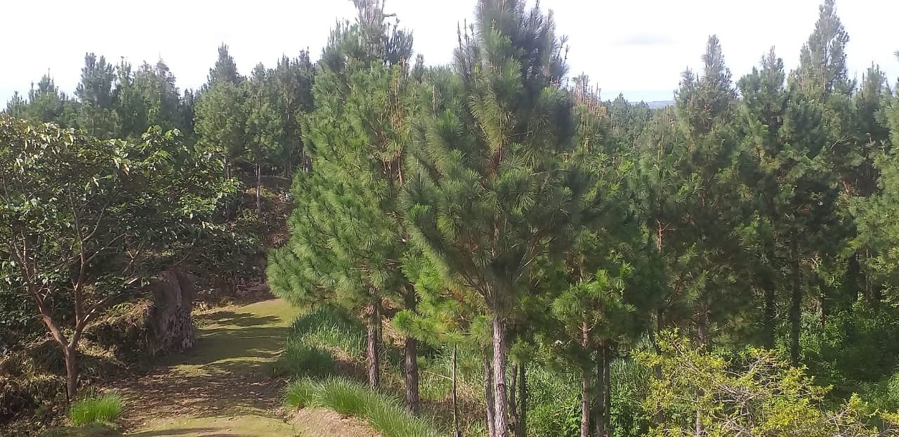 Terrenos en venta como inversión forestal
