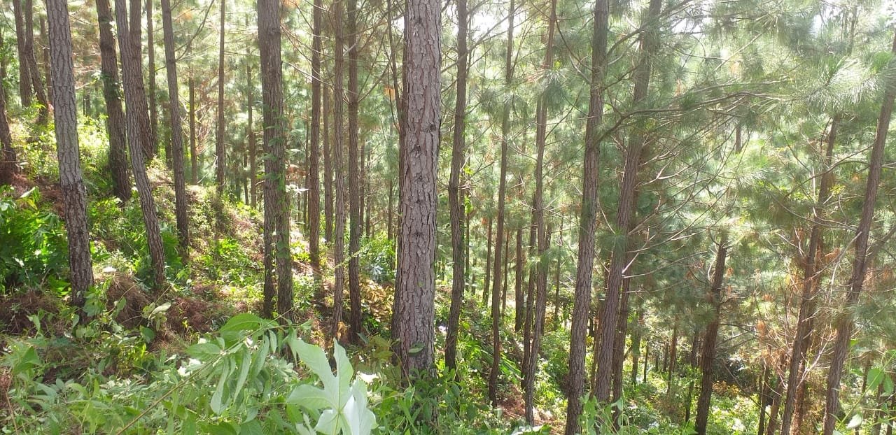 Terrenos en venta como inversión forestal