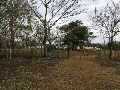 102964 - La Chorrera - farms