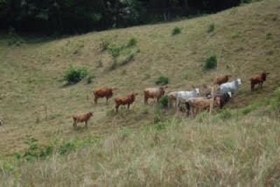 108058 - La Chorrera - lots