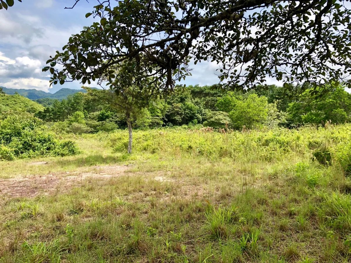 3.5 HA for sale, bordering river with beautiful natural swimming pool.