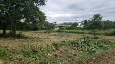 111941 - Nueva gorgona - lots