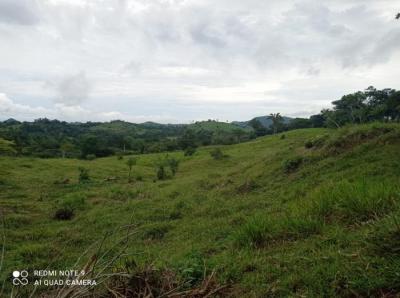 115986 - La Chorrera - farms