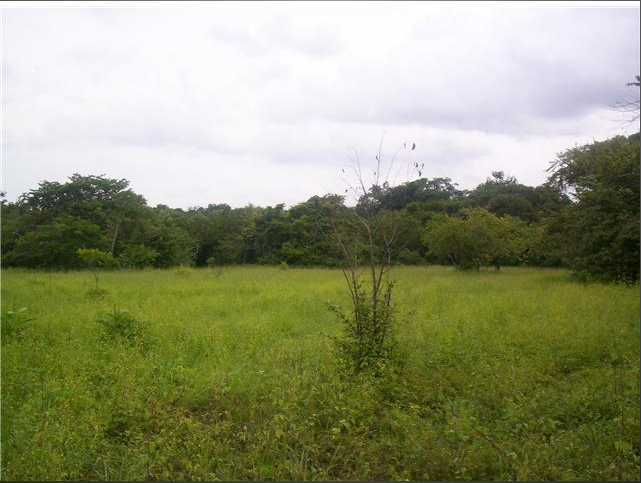 Se vende terreno de 6.3 has en gorgona a buen precio