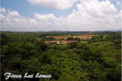 127649 - Herrera - la chorrera - lots