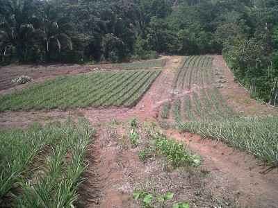 12775 - La Chorrera - farms