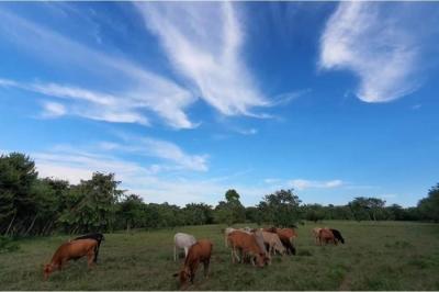 129577 - Amador - la chorrera - lotes