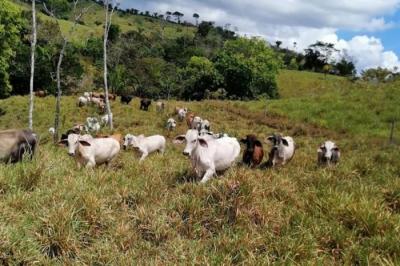 130646 - Chepigana - lotes