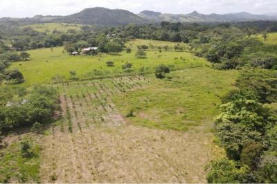 131951 - El coco - la chorrera - lotes