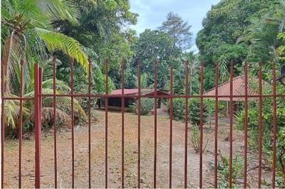 132431 - Nueva gorgona - lots