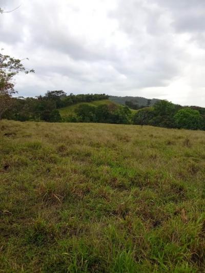 136764 - Veraguas - lotes