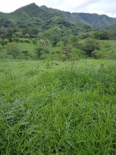 137460 - Veraguas - propiedades