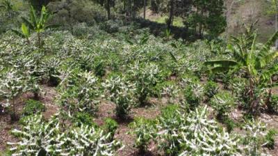 138015 - Chiriquí - lotes