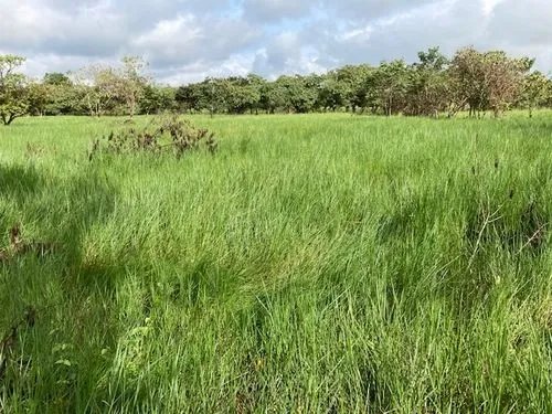 2 hectares of flat land for development close to David