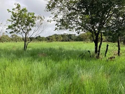 2 hectares of flat land for development close to David