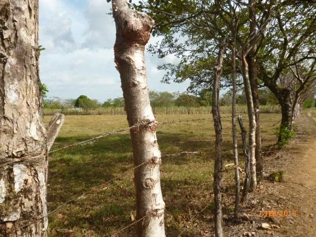 Granja peque
