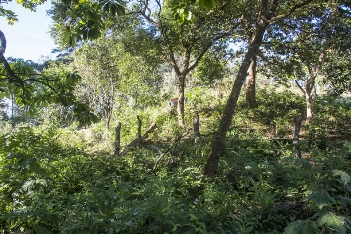 Beautiful flat farm on river just outside Boquete