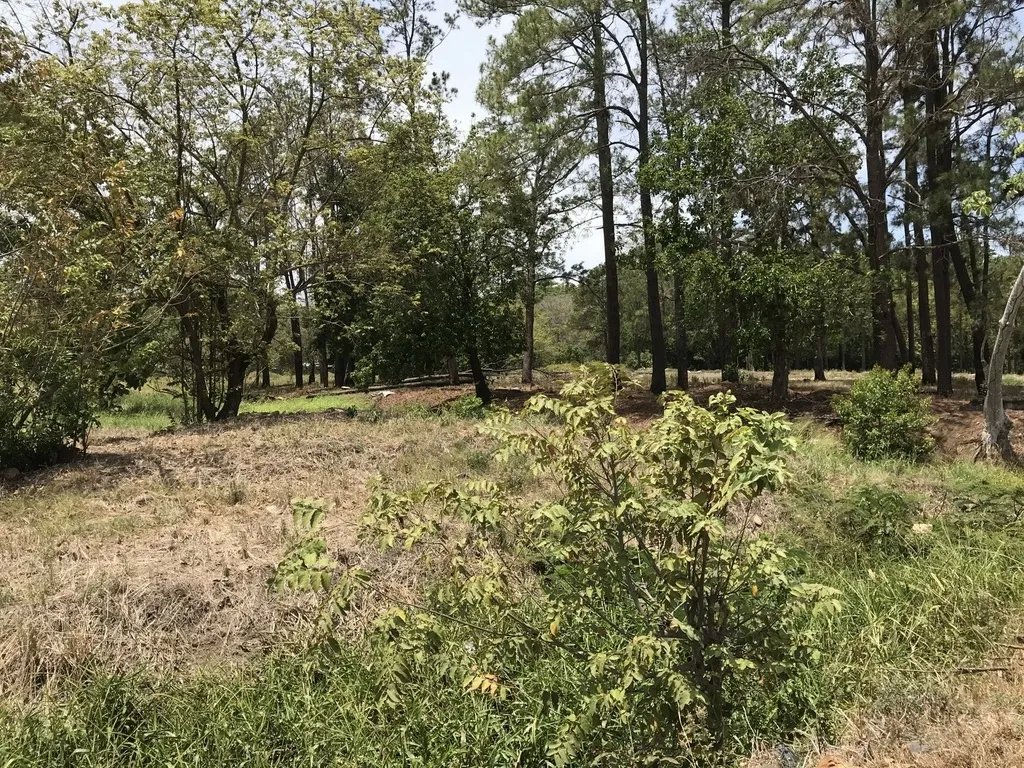 4.3 hectares on Interamerican Highway, opposite Plaza Terronal in David