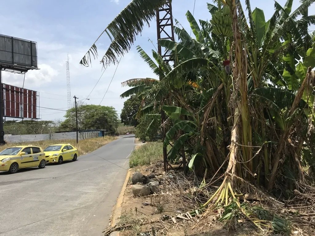 4.3 hectares on Interamerican Highway, opposite Plaza Terronal in David