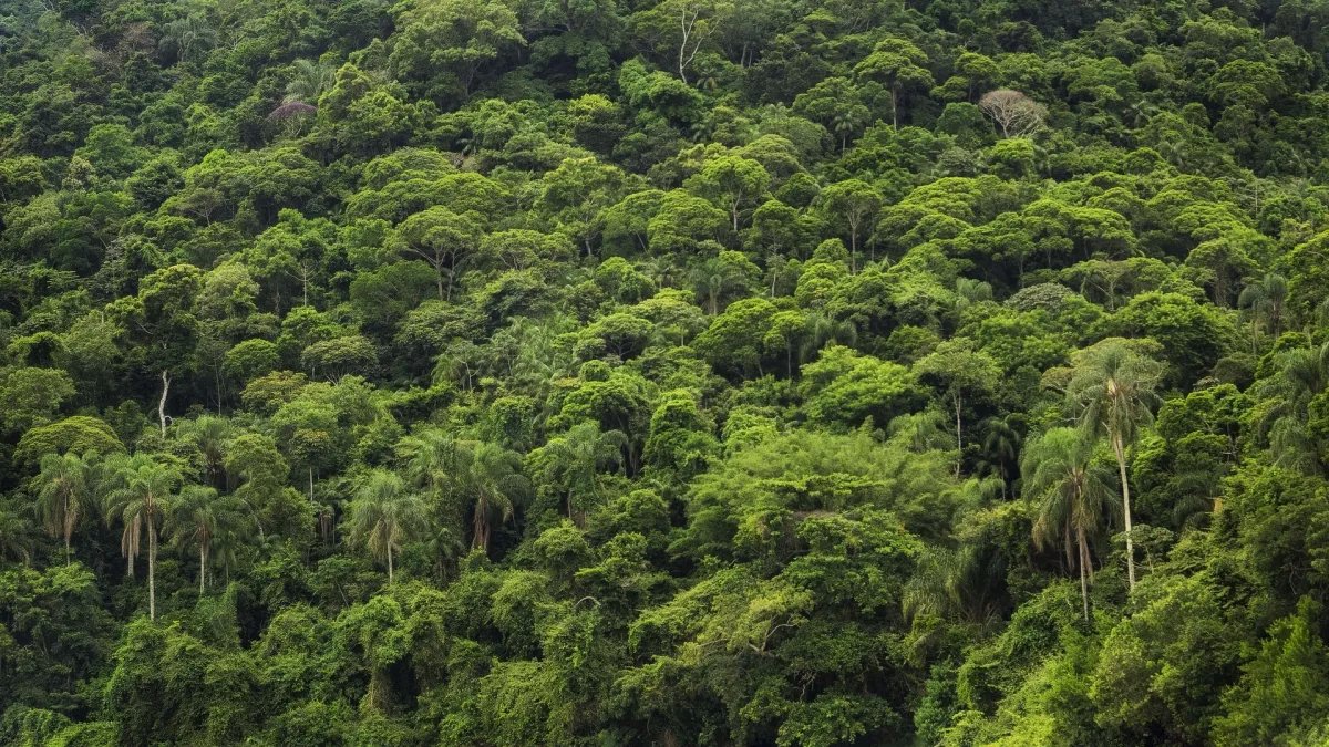 Terreno/Granja en Venta en Islas de las Perlas