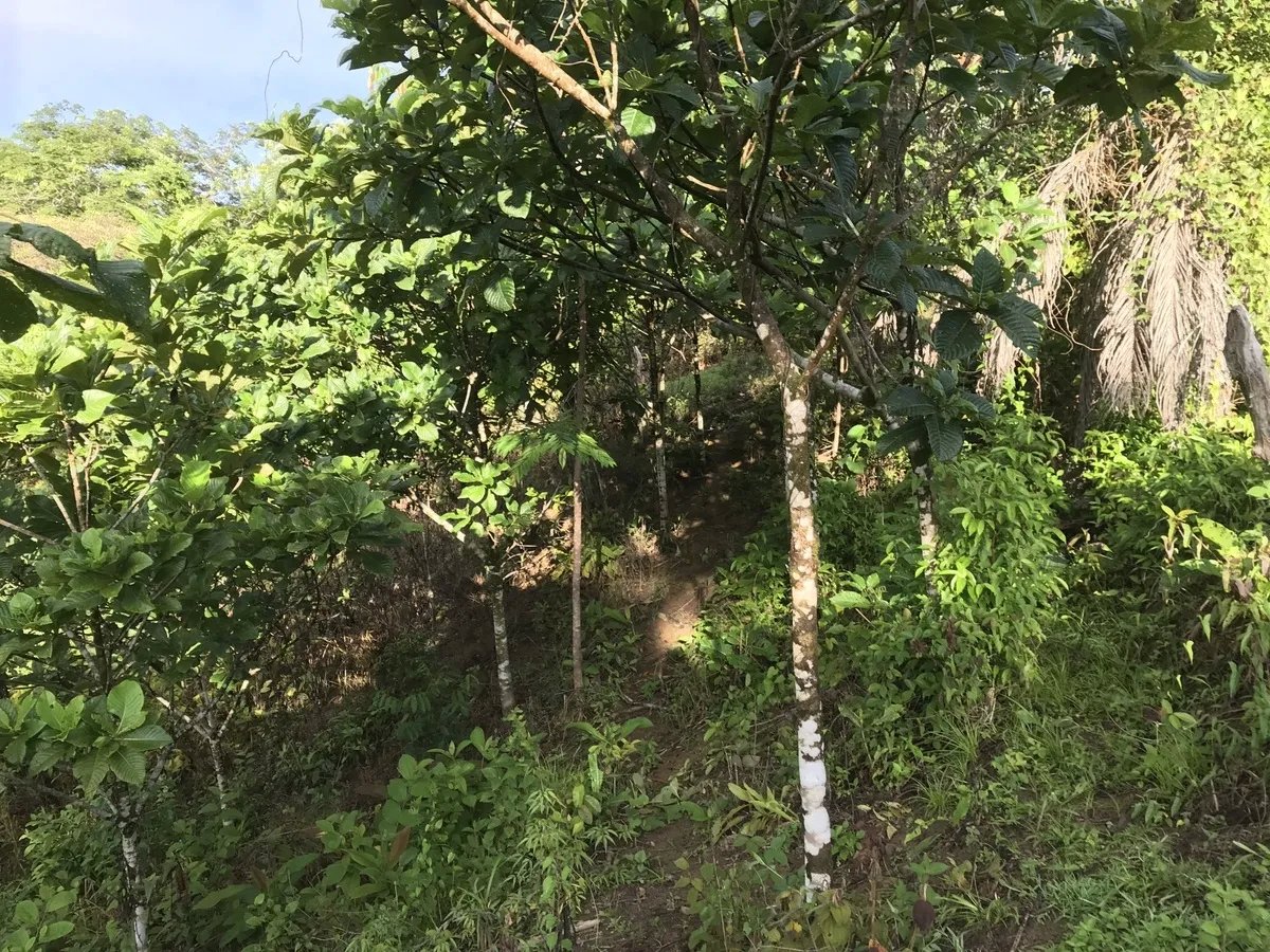 2-hectare lot in San Félix, Chiriqui