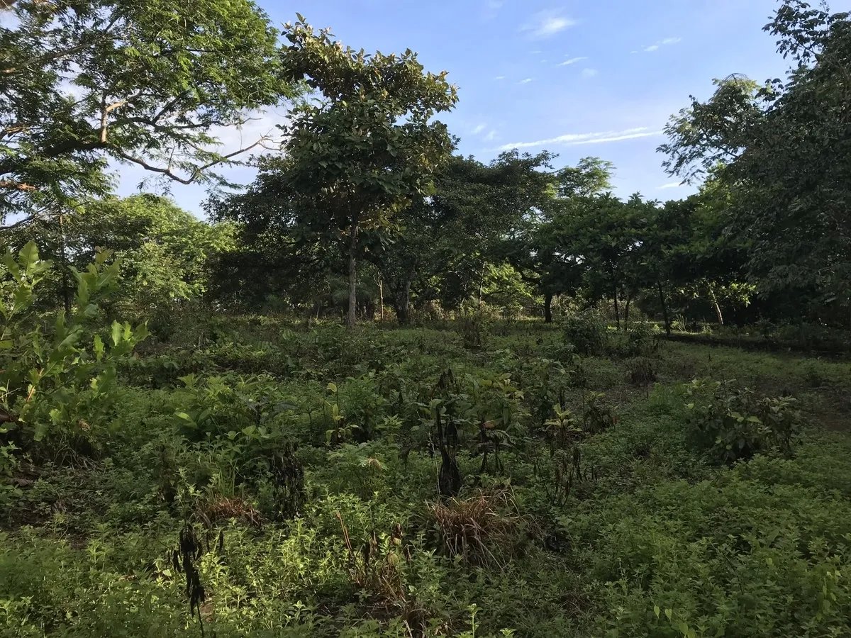2-hectare lot in San Félix, Chiriqui