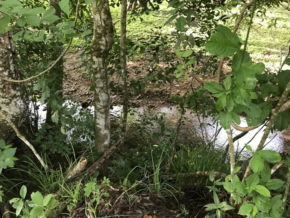 2-hectare lot in San Félix, Chiriqui