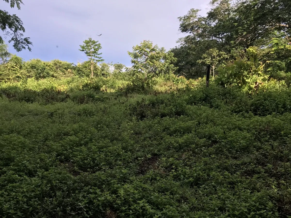 2 hectares en San Félix, Chiriqui