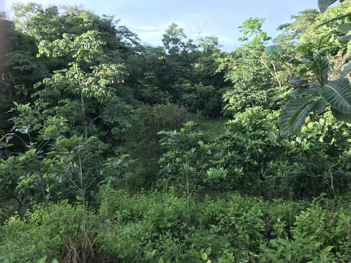 2 hectares en San Félix, Chiriqui