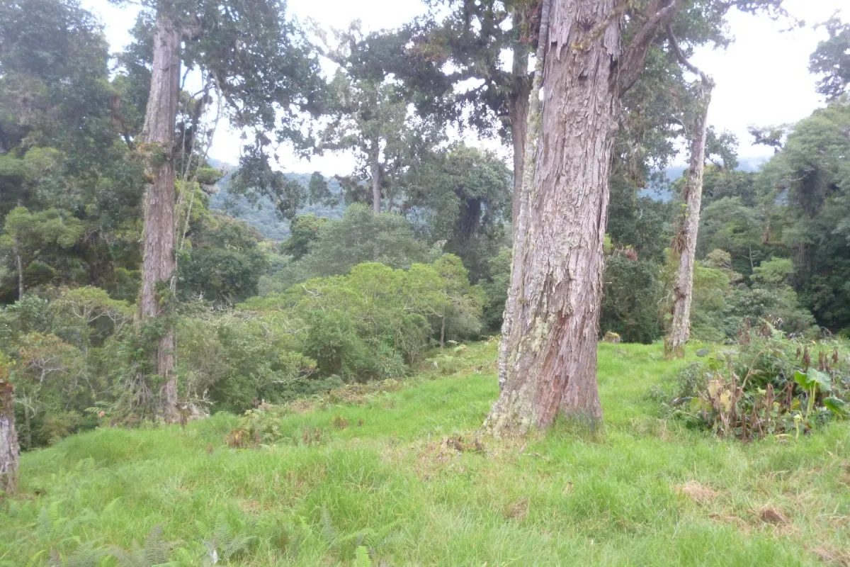 CHIRIQUI, BOQUETE, PROPIEDAD CERCA DEL PARQUE NACIONAL VOLCAN BARU