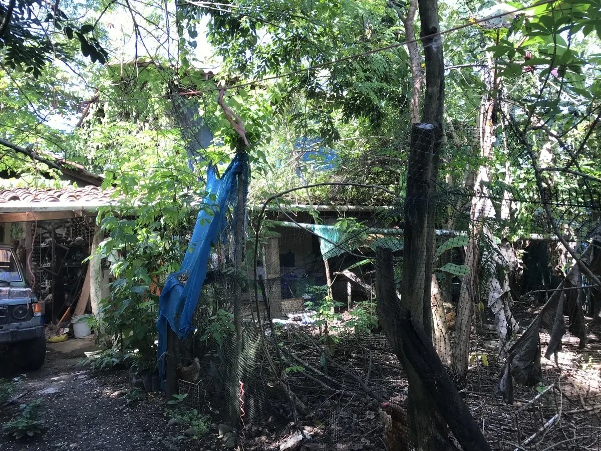 Ecological Hostal in Las Lajas with leafy fruit-tree garden