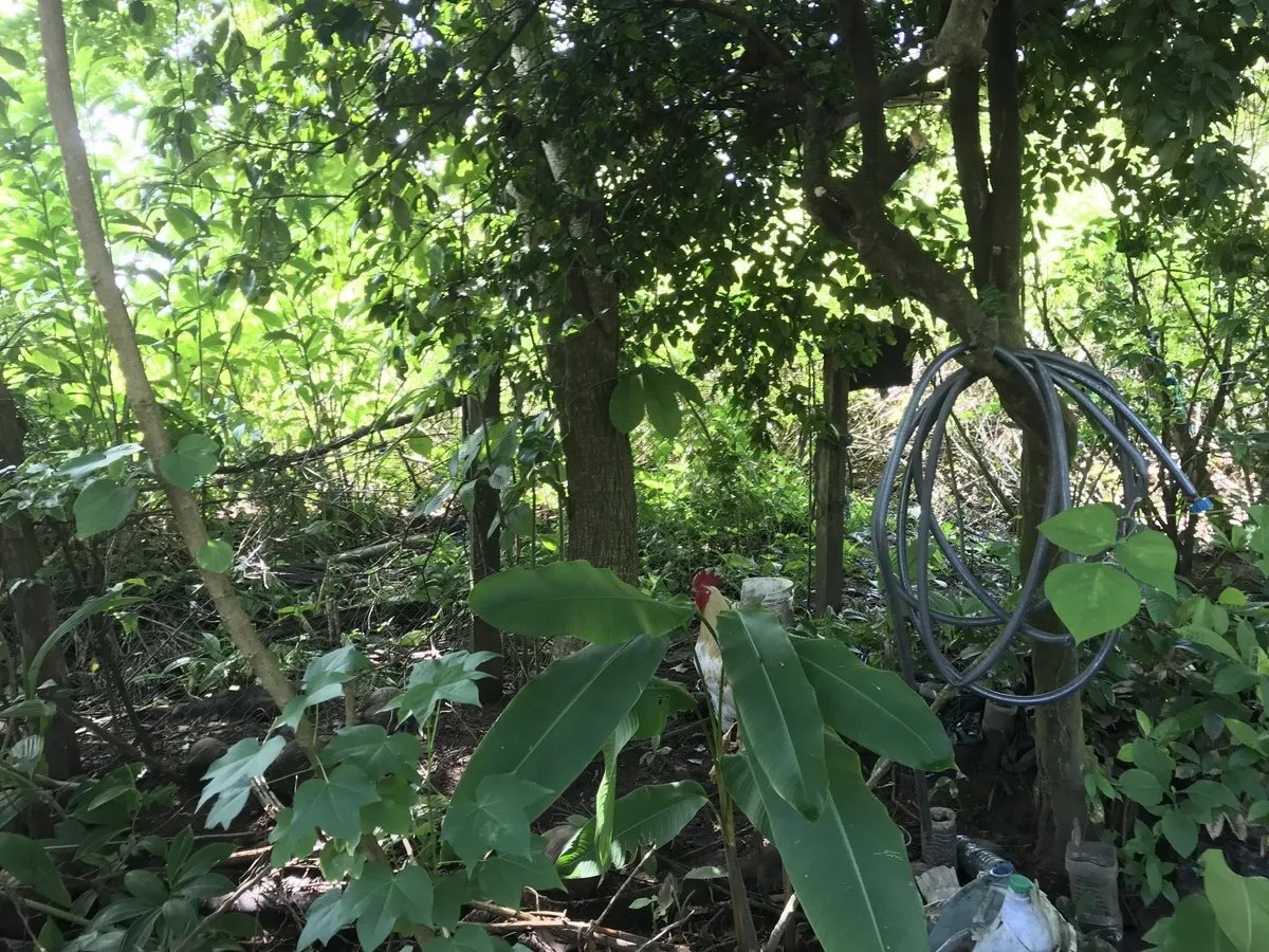 Ecological Hostal in Las Lajas with leafy fruit-tree garden