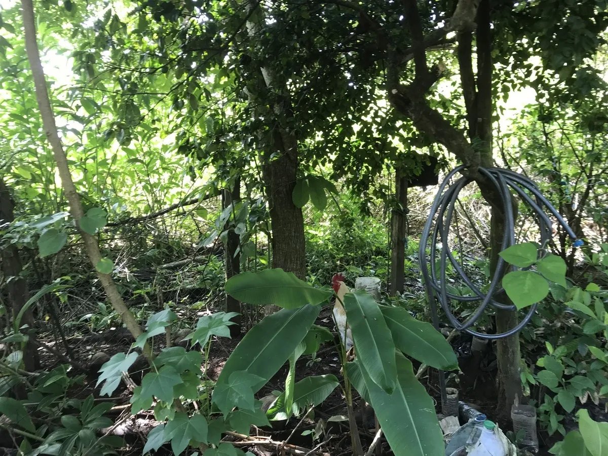 Ecological Hostal in Las Lajas with leafy fruit-tree garden