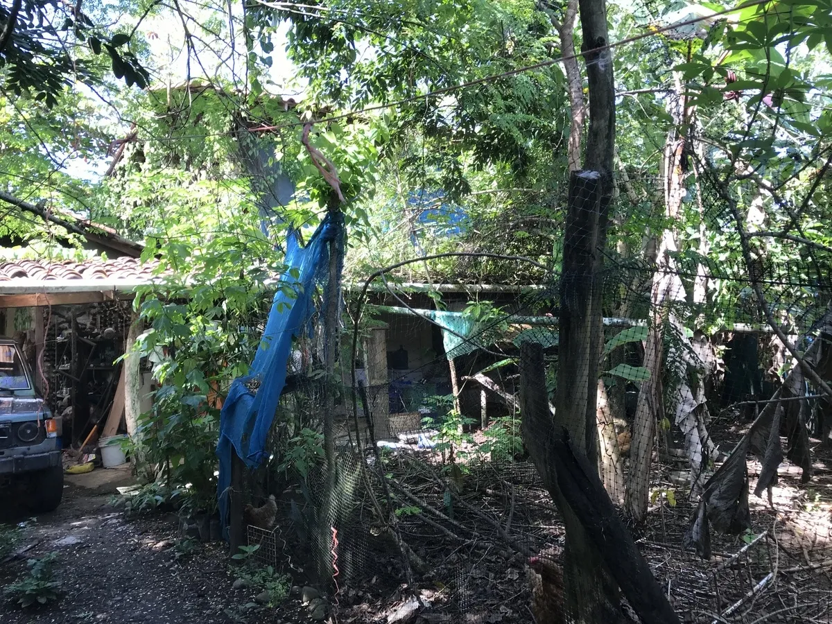 Hostal ecológico en Las Lajas con frondoso jardín de árboles frutales